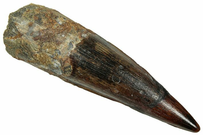Fossil Spinosaurus Tooth - Real Dinosaur Tooth #329593